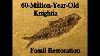 60MillionYearOld Knightia Fossil Restoration [upl. by Ailito]