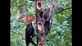 Female woodpecker feeding baby woodpecker from a woodpecker feeder [upl. by Denton]