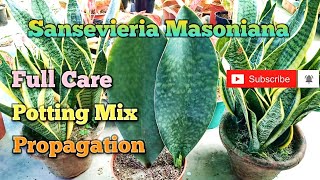 Whale Fin Sansevieria Propagation Potting Mix and Care I Sansevieria Masoniana Full Care Soil Mix I [upl. by Audie607]