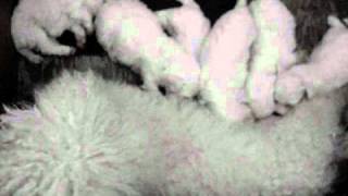 Bichon Frise puppies 3 weeks old [upl. by Yrollam869]