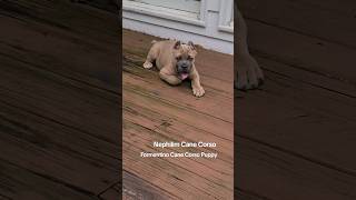 Formentino Cane Corso Puppy canecorso canecorsolovers largebreed italianmastiff [upl. by Lachlan151]