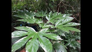 How to grow Fatsia japonica from seed [upl. by Onailimixam]