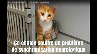 Ce mignon chaton souffre de synchronisation neurologique Adopté [upl. by Asaret942]