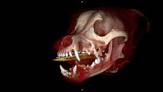 Canine mandible fibrosarcoma periodontal disease Vimago HDVI CT [upl. by Ledniahs]