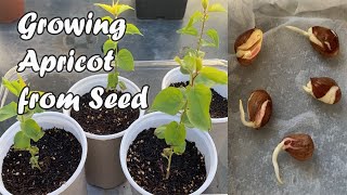 How to Grow Apricot from Seed  A Quick Guide on How to Germinate Apricot Seeds [upl. by Giannini569]