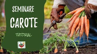 Seminare carote come e quando Tutorial di coltivazione orto [upl. by Aninad480]