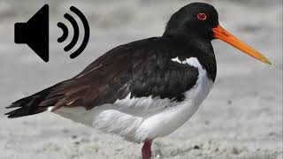 Oystercatcher sound Royalty Free [upl. by Eedya]