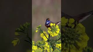 White spotted bluethroat Birds Sounds  Birds Song  Birds Singingshorts birds bird nature [upl. by Atirehs]