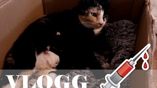 Kattunge kvar i magen  VLOGG 31 [upl. by Retsev256]