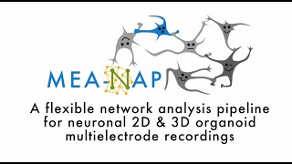 MEANAP A network analysis pipeline for neuronal 2D and 3D organoid multielectrode recordings [upl. by Zoba]