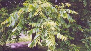 Juglans cinerea [upl. by Hollingsworth]