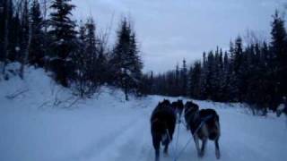 Dog Sledding in Coldfoot Alaska view from the sled [upl. by Annuhsal]