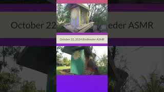 ASMR Bird Feeder  Wait Til The End birdfeedervideo birds backyardbirdwatching birdslover [upl. by Gold]