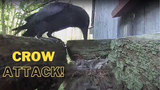 Crow Attacks Mourning Dove Nest [upl. by Cirederf770]