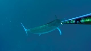 Spearfishing 500lb Black Marlin  Best Video [upl. by Marv]