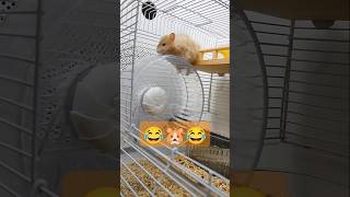 😂 Hamaster exercise 🦾🦴🤩😍 viralvideo pets cuteanimal ytshorts [upl. by Enala]