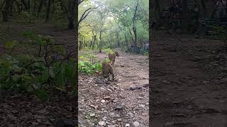 ranthambore national park [upl. by Lonergan870]