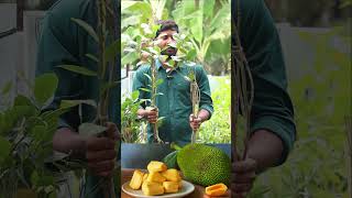 Seedless Jackfruit Plants  Jack Fruit Plants In Telugu  Kadiyam Abbai  Ashok Chakra Nursery [upl. by Ainav]