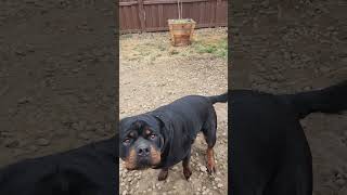 How do you train a Rottweiler puppy to sit [upl. by Anircam]