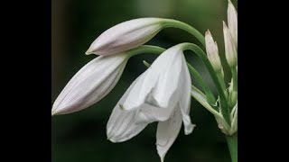 Crinum moorei [upl. by Follansbee]