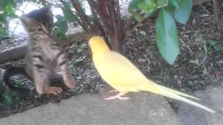 Parrot attempts to befriend cautious kitten [upl. by Arnoldo278]