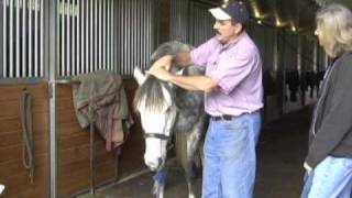 Horse Massage Releasing the Horses Poll Using HeadDown Technique using the Masterson Method® [upl. by Siuqaj]