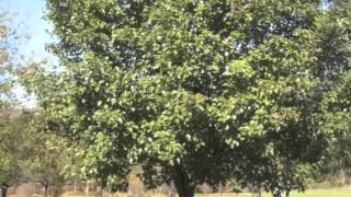 Pyrus calleryana Aristocrat Pear [upl. by Hassin]