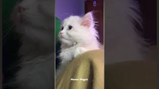 Kitten Cuteness Overload  cutecat catvideos [upl. by Issor332]