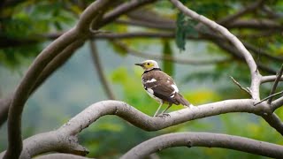 Blackcollared Starling Call birds birdsounds [upl. by Hunger]