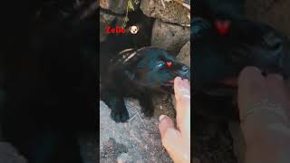 Zedo 🐶 song automobile cute doglover dog dogisafriend papuy [upl. by Devondra128]