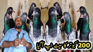 200 Kabootar Ka Setup Agya  Ch Waly Teddy Kabootar  Mohro Waly Teddy Kabootar [upl. by Irim]