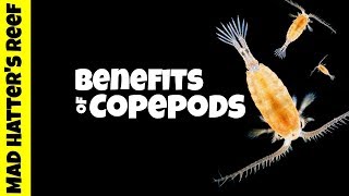 Benefits of Copepods in a Reef Tank [upl. by Aynuat]