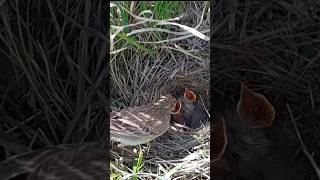 Pipit mom feeding two babies p1trending shorts short viral [upl. by Hawk]