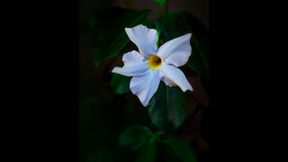 How to Grow and Care for Dipladenia Sundaville White or Mandevilla sanderi funnel shaped flowers [upl. by Tasha]