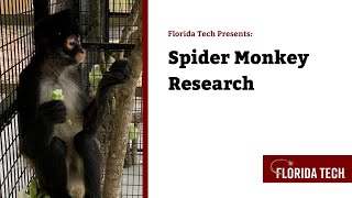 Florida Tech Presents Spider Monkey Research [upl. by Jordan]