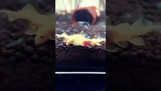 Pleco food🐠like comment subscribe share watch pleco aquarium relaxing love food eat [upl. by Kerred370]