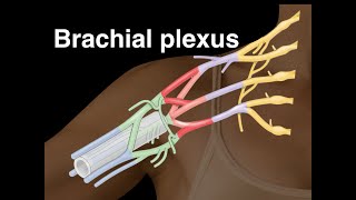 Brachial plexus [upl. by Sanyu]