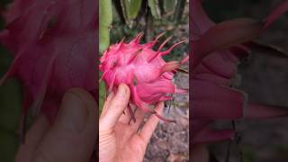 Frische Drachenfrucht aus Bali🤩 drachenfrucht dragonfruit [upl. by Hartmunn]