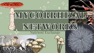 Common Mycorrhizal Networks and Nutrient Exchange [upl. by Maller]