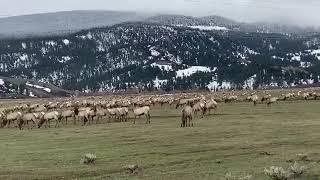 Hundreds of Elk Grazing in Grand Teton National Park SpringIsHere [upl. by Otxis]