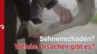 Sehnenschäden verstehen Symptome Ursachen und moderne Behandlungsmethoden [upl. by Pelagia]