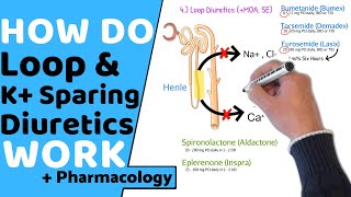 How do Loop amp Potassium Sparing Diuretics Work  Pharmacology [upl. by Avin]