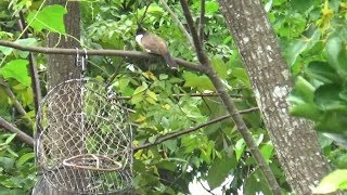 Amazing Quick Survival Trap Bird In The Vietnam  Birds Trap Redwhiskered bulbul 06032018 [upl. by Nimajaneb545]