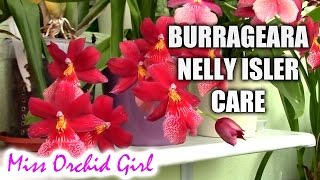 How to care for Burrageara Oncidopsis Nelly Isler orchid  watering fertilizing reblooming [upl. by Ha]