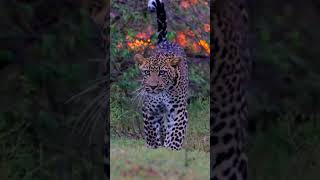 Leopard stalking lionanimals wildlife wildanimals foryou fyp [upl. by Ylreveb]