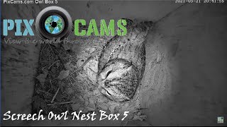 PixCamscom Screech Owl Nest Box 5 Live Stream  Owlets [upl. by Eileen]