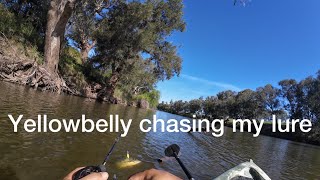 yellowbelly follows my lure golden perch fishing [upl. by Festus709]