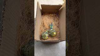 Hand feeding P3 budgie lovebirds birdsetup aviary wowbirds parakeet petcare handfeeding [upl. by Leggett]