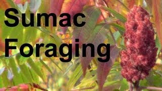 Foraging Harvesting Staghorn Sumac GardenFork [upl. by Aehcsrop939]