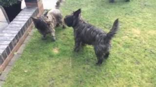 Cairns terriers barking [upl. by Edva]